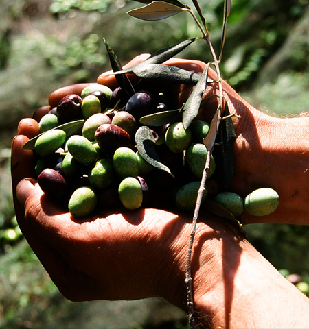 Olive-raccolte