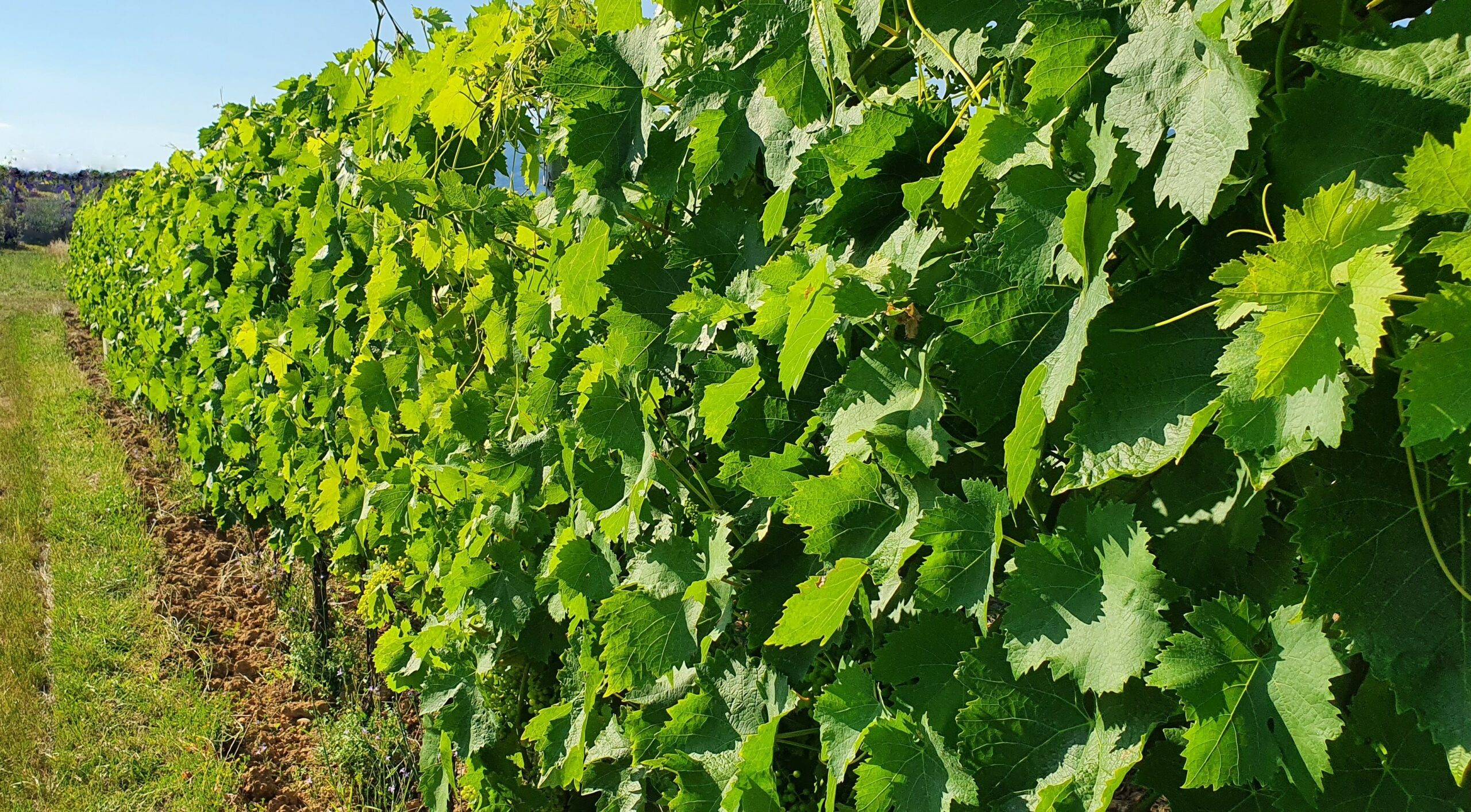 Vendemmia dell'uva bianca del Montecarlo DOC tra i vigneti sotto il borgo di Montecarlo, Lucca