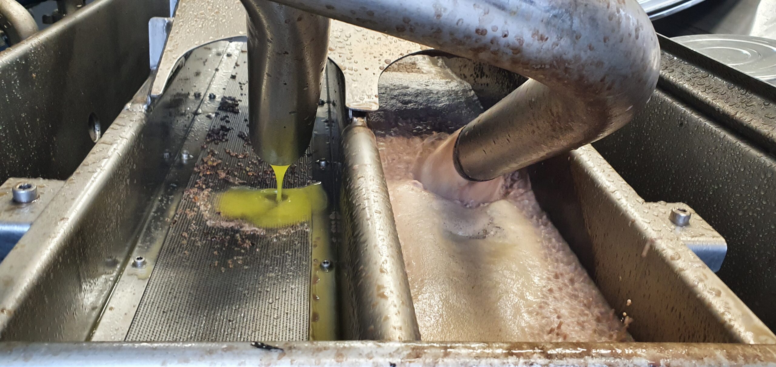 Freshly pressed new olive oil at the mill