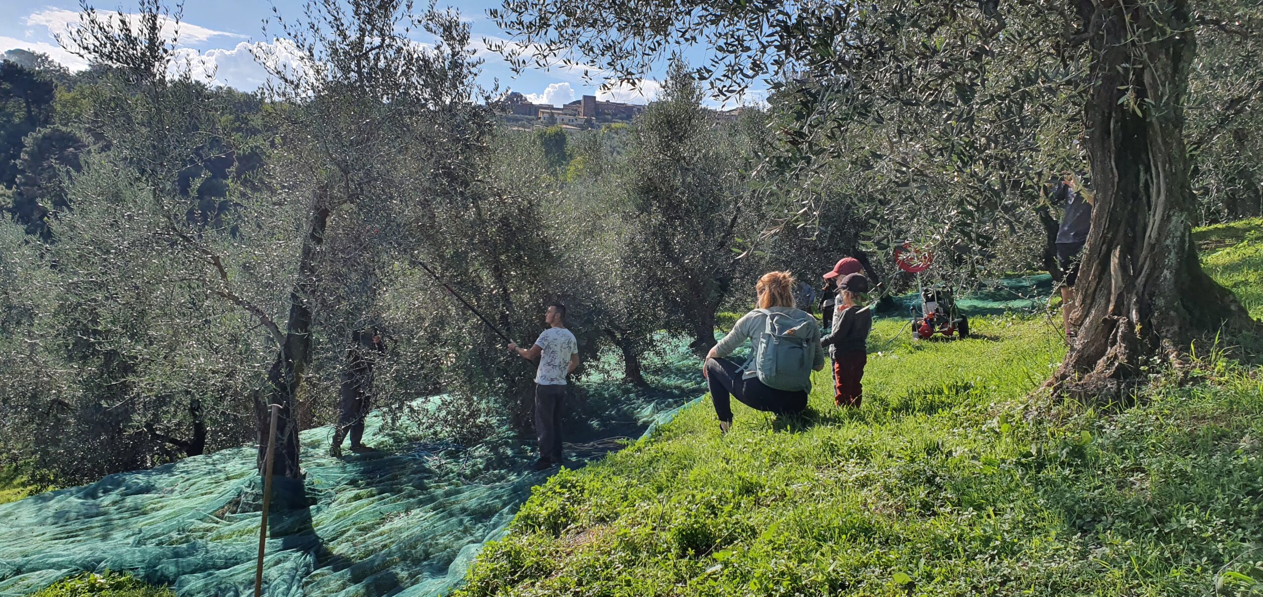 Olive harvest for new olive oil in the olive groves of Montecarlo, near Lucca