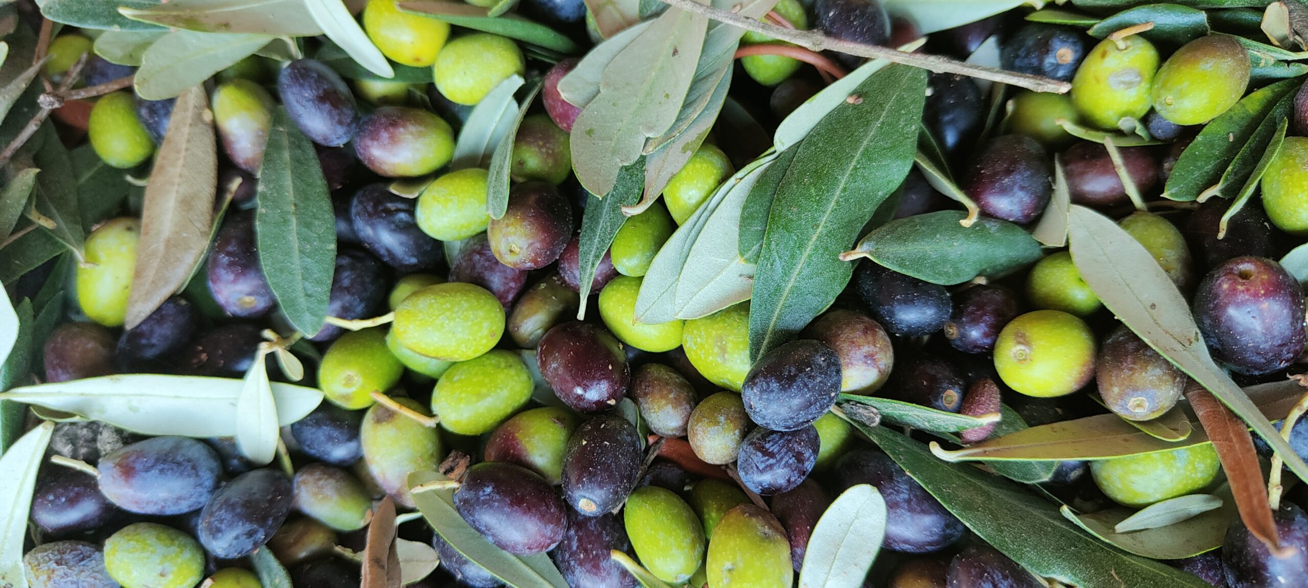 Hand-picking Lucca PDO olives