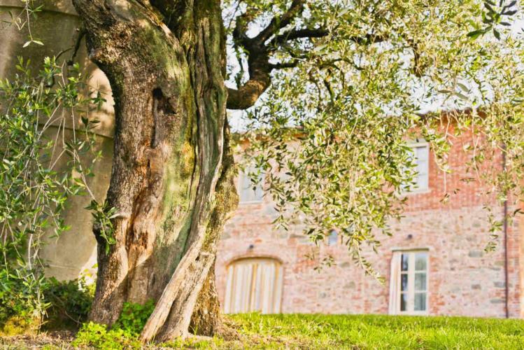 3.1- agriturismo principato di Toscana, vecchio olivo-r